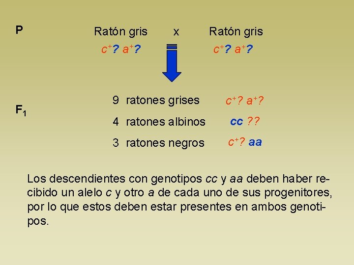 P Ratón gris x c+? a+? F 1 Ratón gris c+? a+? 9 ratones