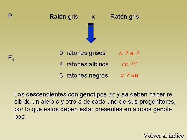 P F 1 Ratón gris x Ratón gris 9 ratones grises c+? a+? 4