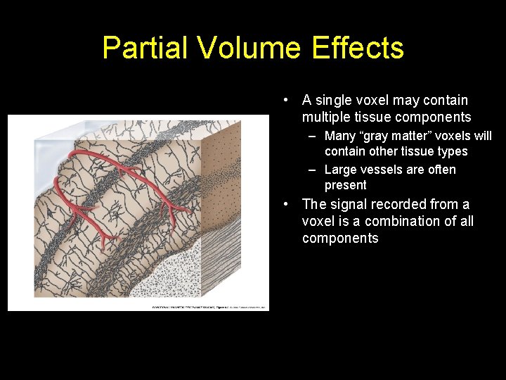 Partial Volume Effects • A single voxel may contain multiple tissue components – Many