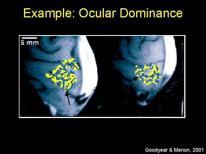 Example: Ocular Dominance Goodyear & Menon, 2001 