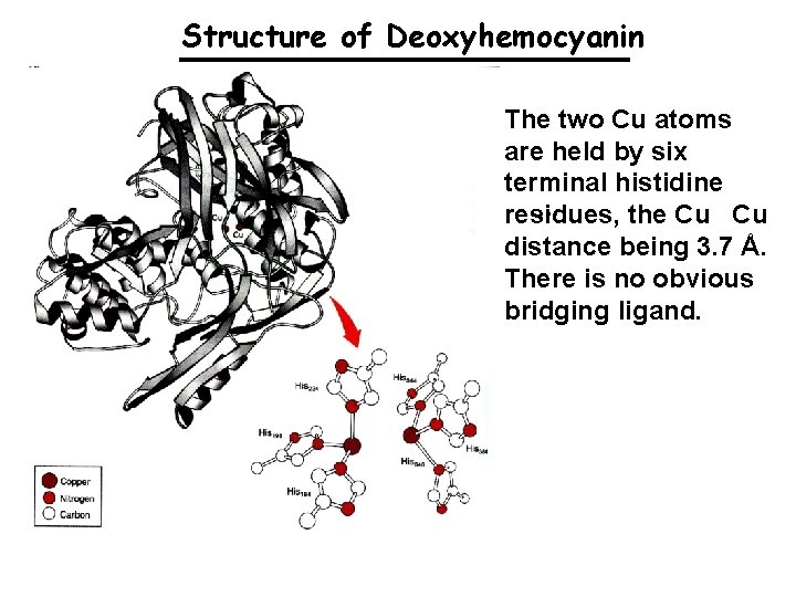 Structure of Deoxyhemocyanin The two Cu atoms are held by six terminal histidine. .