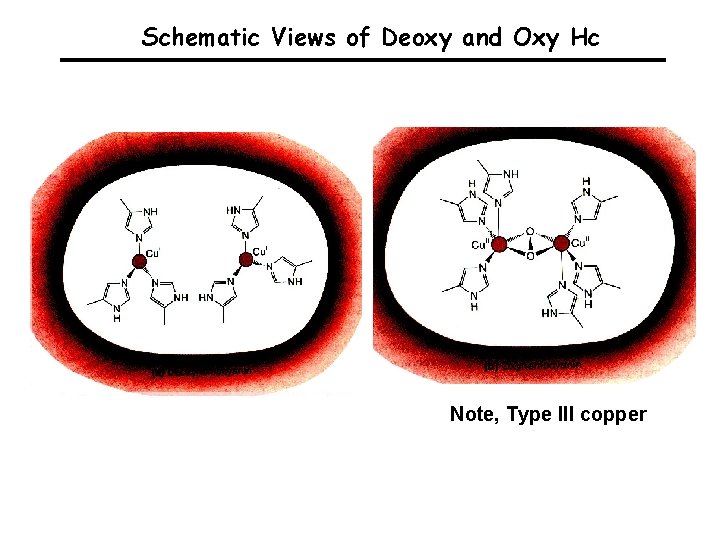Schematic Views of Deoxy and Oxy Hc Note, Type III copper 