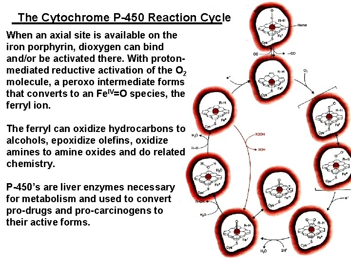 The Cytochrome P-450 Reaction Cycle When an axial site is available on the iron