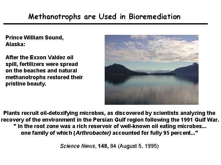 Methanotrophs are Used in Bioremediation Prince William Sound, Alaska: After the Exxon Valdez oil