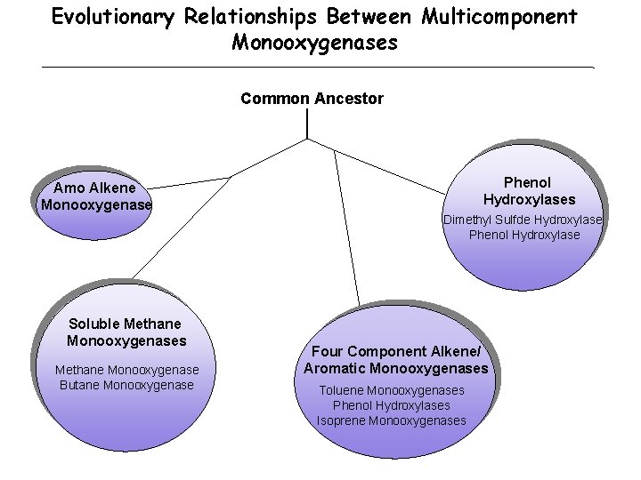 Evolutionary Relationships Between Multicomponent Monooxygenases Common Ancestor Phenol Hydroxylases Amo Alkene Monooxygenase Dimethyl Sulfde