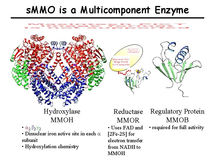 s. MMO is a Multicomponent Enzyme Hydroxylase MMOH • a 2 b 2 g