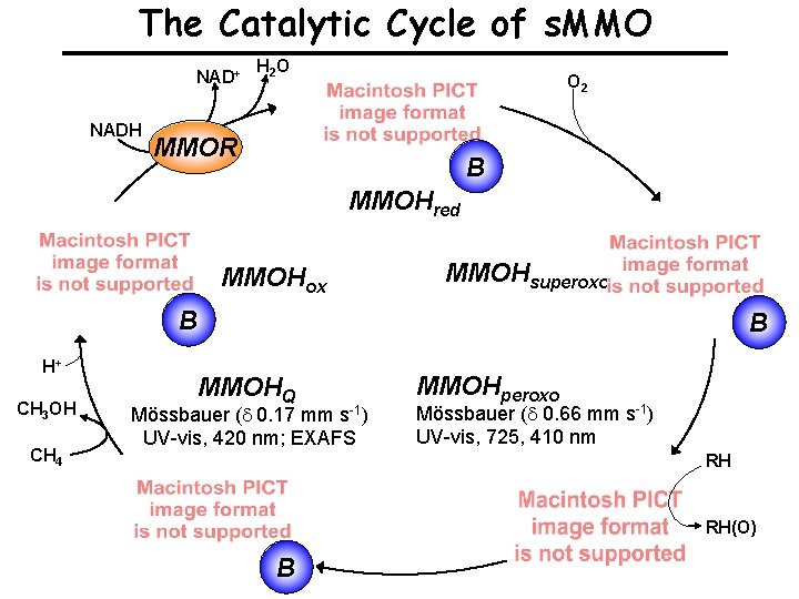 The Catalytic Cycle of s. MMO NAD+ NADH H 2 O O 2 MMOR