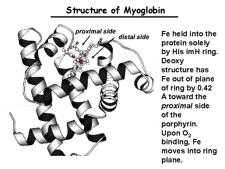 Structure of Myoglobin proximal side distal side Fe held into the protein solely by