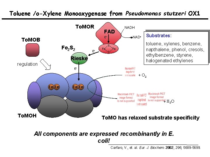 Toluene /o-Xylene Monooxygenase from Pseudomonas stutzeri OX 1 To. MOR FAD e- To. MOB