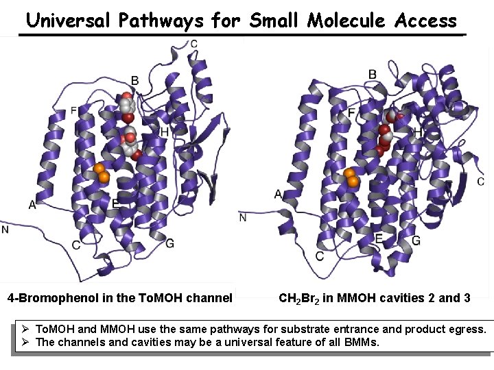 Universal Pathways for Small Molecule Access 4 -Bromophenol in the To. MOH channel CH