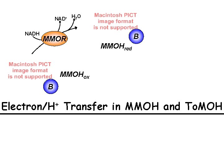 NAD+ NADH H 2 O MMOR B MMOHred MMOHox B Electron/H+ Transfer in MMOH