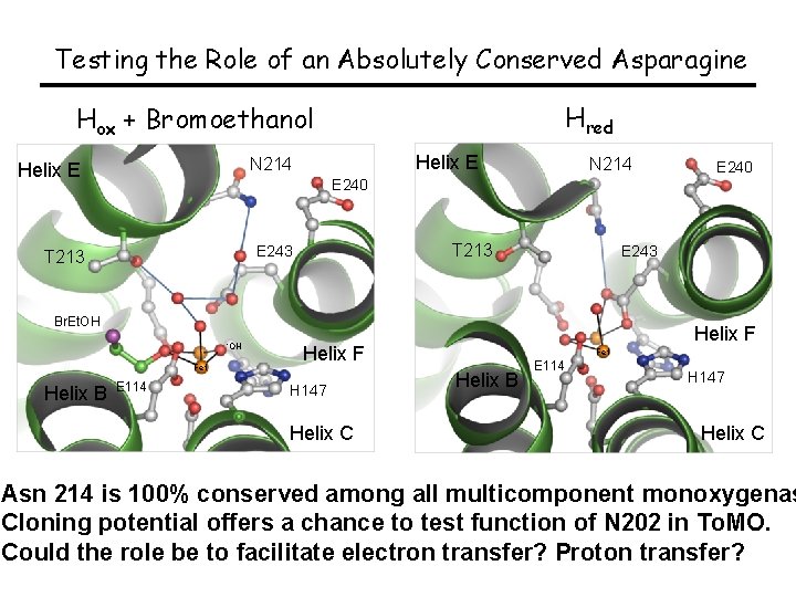 Testing the Role of an Absolutely Conserved Asparagine Hred Hox + Bromoethanol Helix E