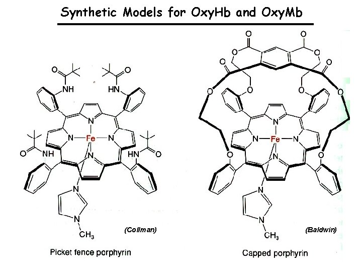 Synthetic Models for Oxy. Hb and Oxy. Mb (Collman) (Baldwin) 