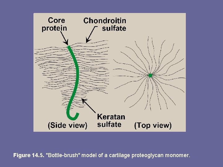 Figure 14. 5. "Bottle-brush" model of a cartilage proteoglycan monomer. 