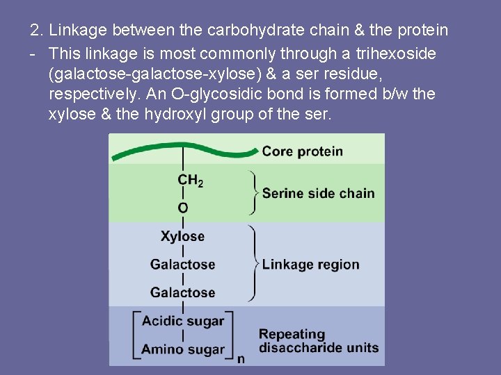2. Linkage between the carbohydrate chain & the protein - This linkage is most
