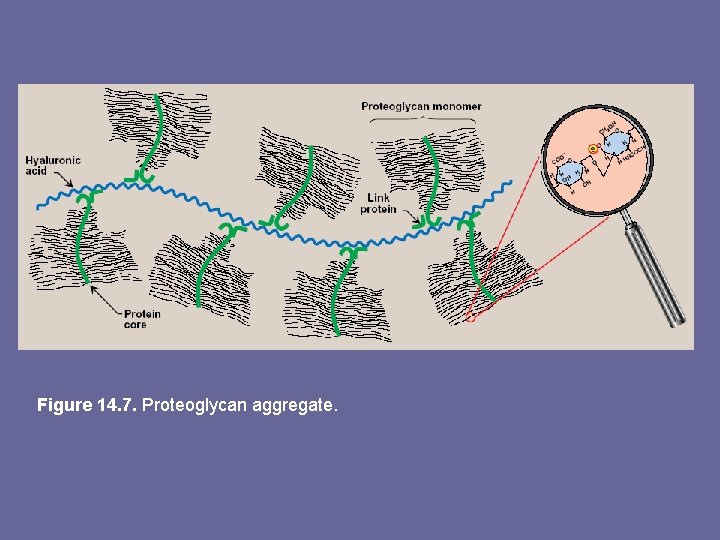 Figure 14. 7. Proteoglycan aggregate. 