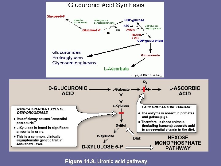 Figure 14. 9. Uronic acid pathway. 