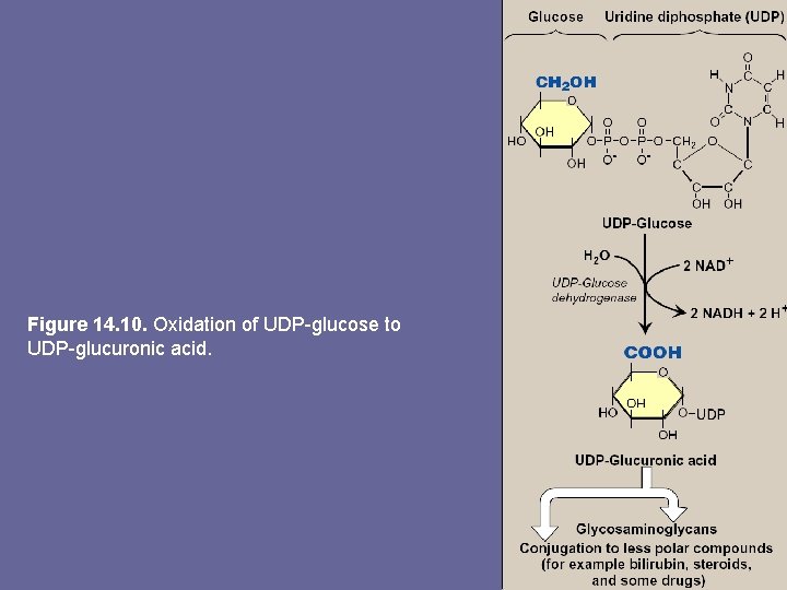 Figure 14. 10. Oxidation of UDP-glucose to UDP-glucuronic acid. 