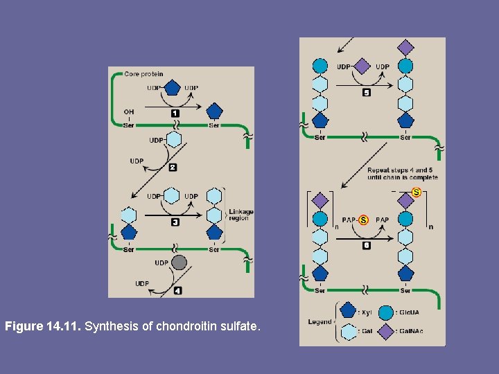 Figure 14. 11. Synthesis of chondroitin sulfate. 