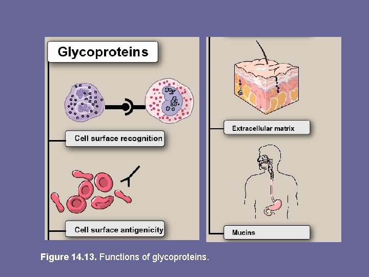 Figure 14. 13. Functions of glycoproteins. 