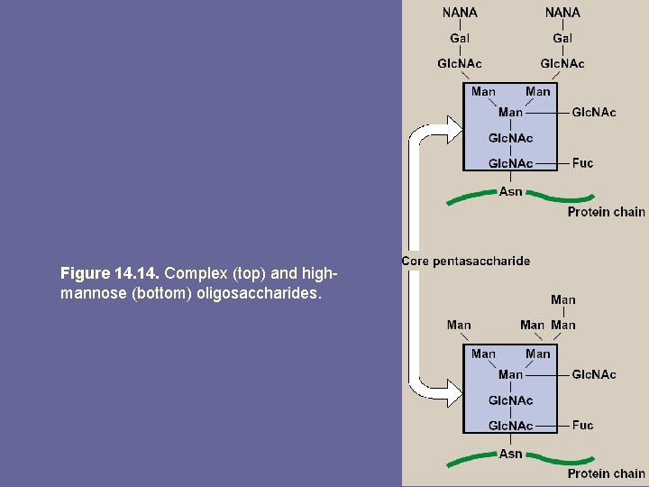 Figure 14. Complex (top) and highmannose (bottom) oligosaccharides. 