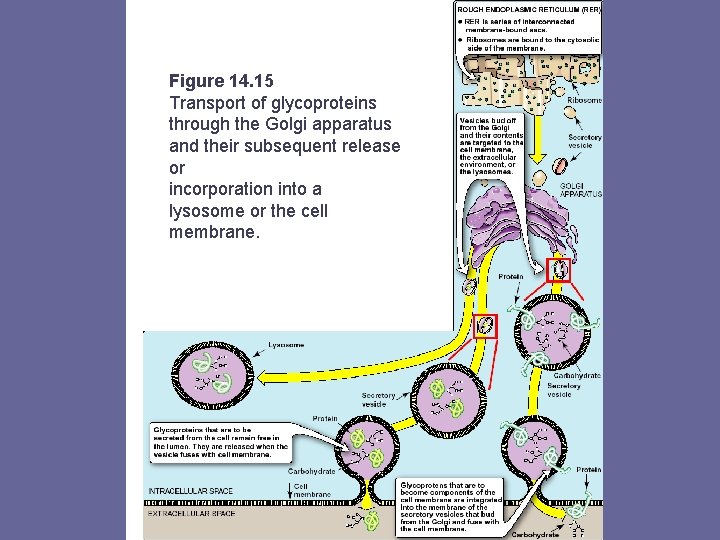 Figure 14. 15 Transport of glycoproteins through the Golgi apparatus and their subsequent release