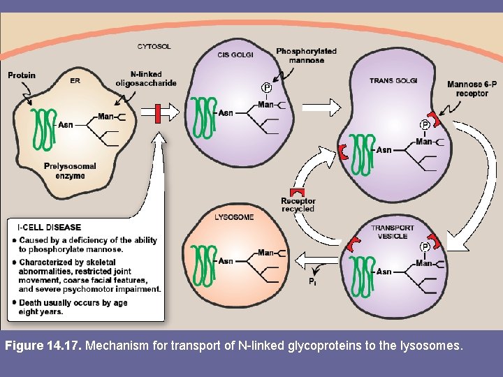 Figure 14. 17. Mechanism for transport of N-linked glycoproteins to the lysosomes. 