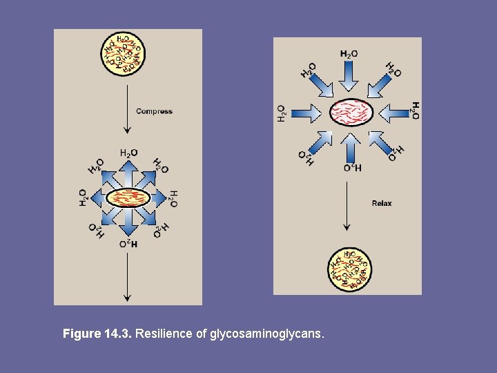 Figure 14. 3. Resilience of glycosaminoglycans. 