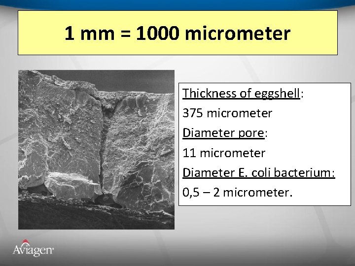 1 mm = 1000 micrometer Thickness of eggshell: 375 micrometer Diameter pore: 11 micrometer