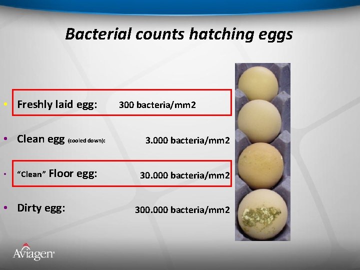 Bacterial counts hatching eggs • Freshly laid egg: • Clean egg (cooled down): •