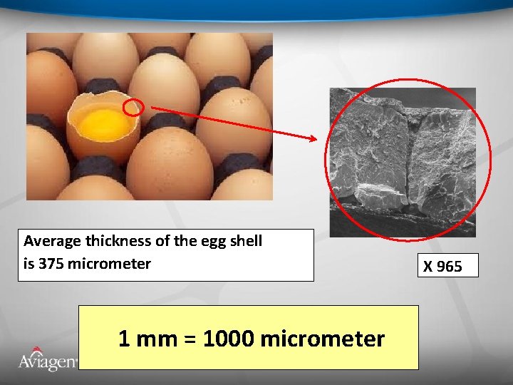 Average thickness of the egg shell is 375 micrometer 1 mm = 1000 micrometer
