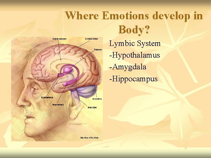 Where Emotions develop in Body? Lymbic System -Hypothalamus -Amygdala -Hippocampus 