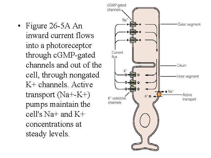  • Figure 26 -5 A An inward current flows into a photoreceptor through