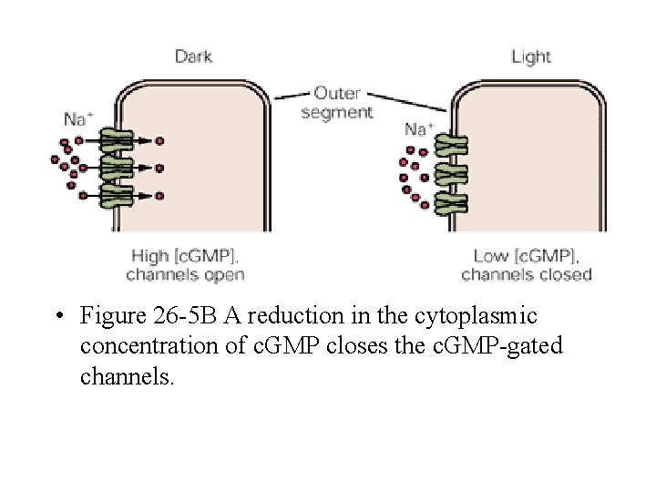  • Figure 26 -5 B A reduction in the cytoplasmic concentration of c.