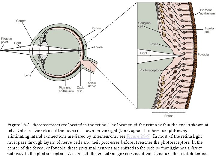 Figure 26 -1 Photoreceptors are located in the retina. The location of the retina