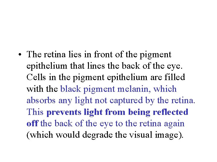  • The retina lies in front of the pigment epithelium that lines the