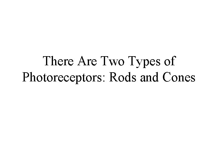There Are Two Types of Photoreceptors: Rods and Cones 