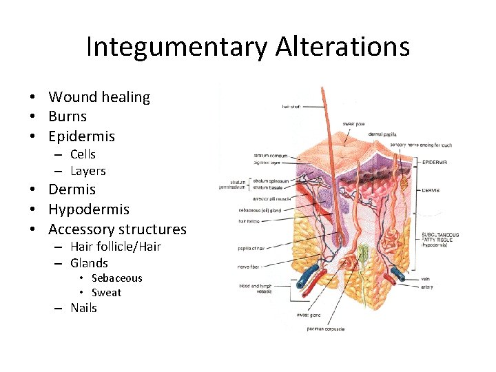 Integumentary Alterations • Wound healing • Burns • Epidermis – Cells – Layers •