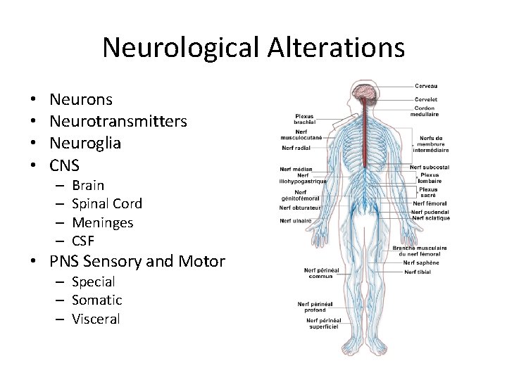 Neurological Alterations • • Neurons Neurotransmitters Neuroglia CNS – – Brain Spinal Cord Meninges