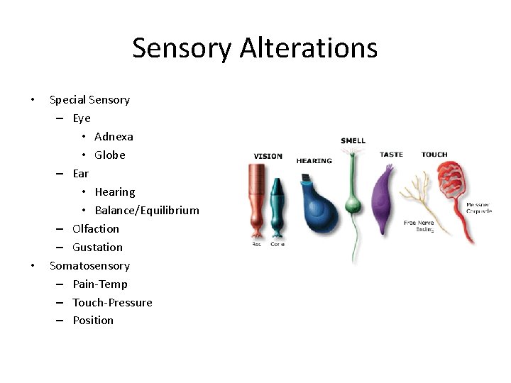 Sensory Alterations • • Special Sensory – Eye • Adnexa • Globe – Ear