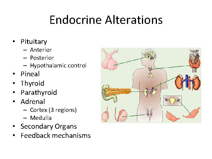 Endocrine Alterations • Pituitary – Anterior – Posterior – Hypothalamic control • • Pineal