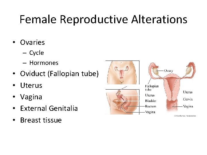 Female Reproductive Alterations • Ovaries – Cycle – Hormones • • • Oviduct (Fallopian