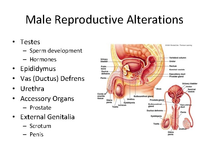 Male Reproductive Alterations • Testes – Sperm development – Hormones • • Epididymus Vas