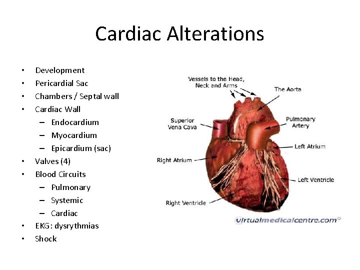 Cardiac Alterations • • Development Pericardial Sac Chambers / Septal wall Cardiac Wall –