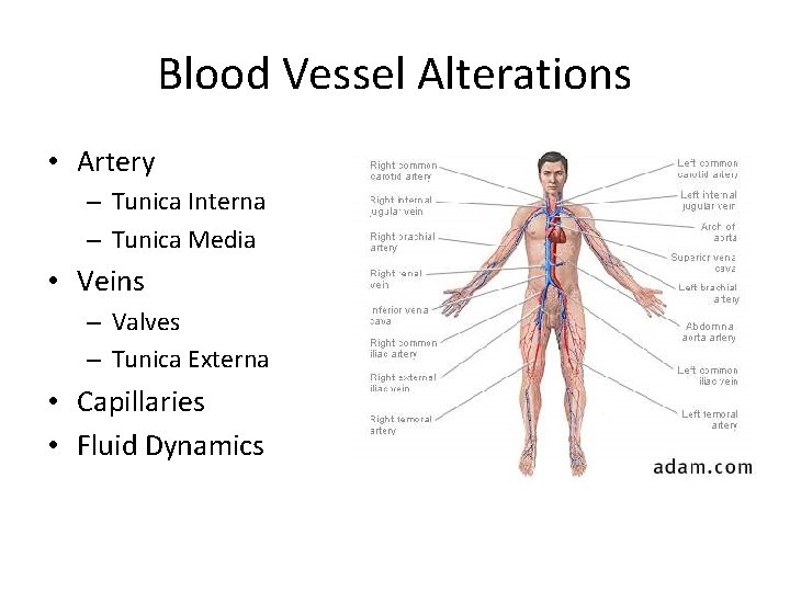 Blood Vessel Alterations • Artery – Tunica Interna – Tunica Media • Veins –