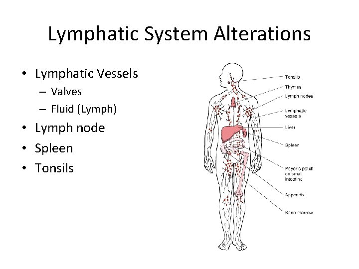 Lymphatic System Alterations • Lymphatic Vessels – Valves – Fluid (Lymph) • Lymph node