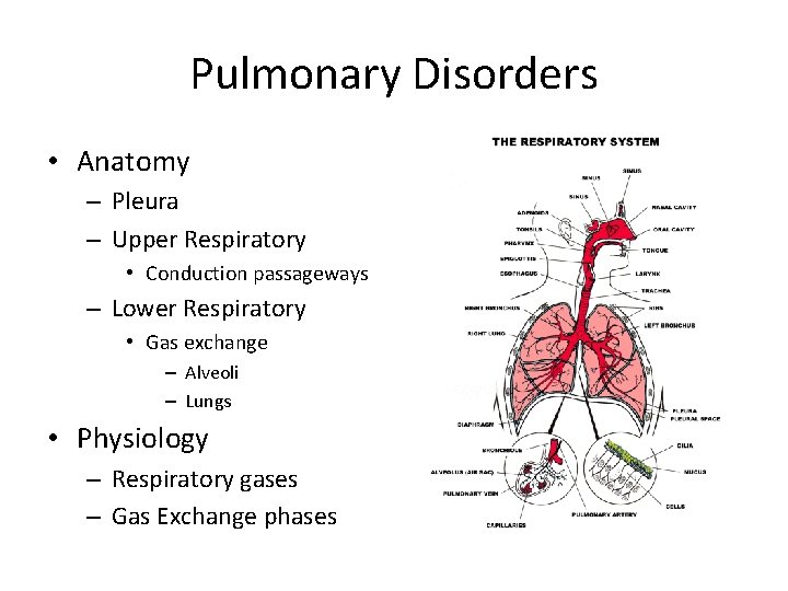 Pulmonary Disorders • Anatomy – Pleura – Upper Respiratory • Conduction passageways – Lower