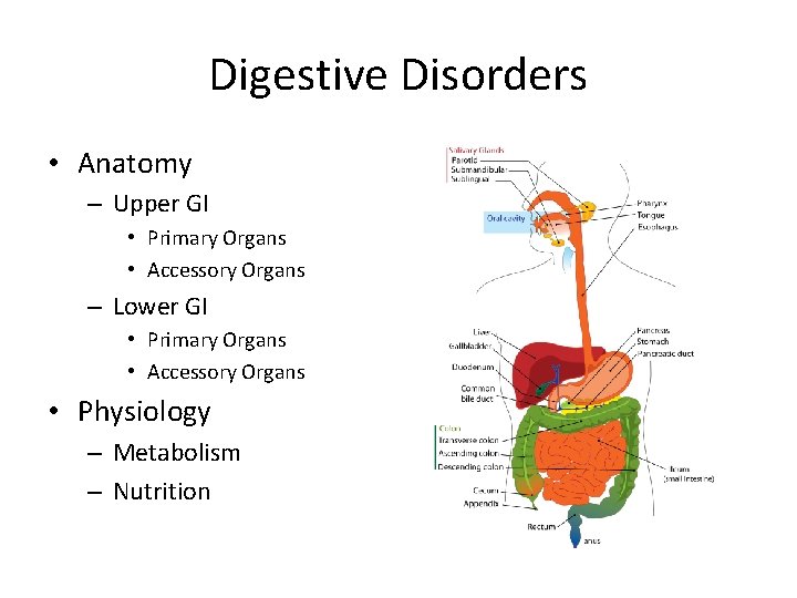 Digestive Disorders • Anatomy – Upper GI • Primary Organs • Accessory Organs –