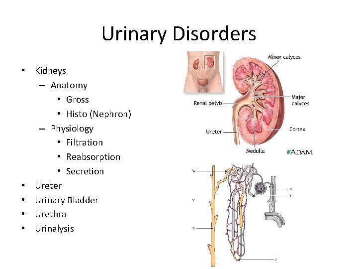 Urinary Disorders • Kidneys – Anatomy • Gross • Histo (Nephron) – Physiology •