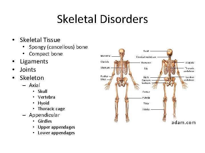 Skeletal Disorders • Skeletal Tissue • Spongy (cancellous) bone • Compact bone • Ligaments